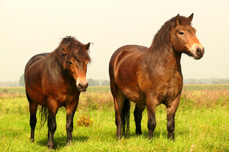 Exmoor pony je zřejmě nejbližším příbuzným divokých koní, kterého má Evropa k dispozici