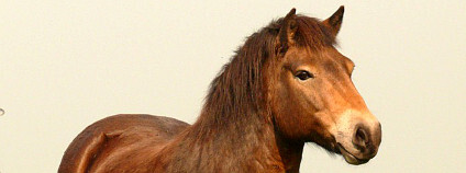 Exmoor pony by se mohl stát předkem divokých koní. Foto: Česká krajina
