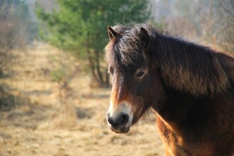 Koně v Milovicích chovají v tzv. polodivokém chovu. V ohradách budou celoročně, bez péče a přikrmování