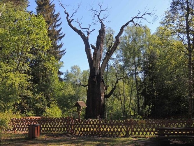 Dub letní, který rostl v přírodní rezervaci na západě země, byl starý asi 760 let.