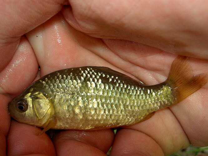 Foto 1: Karas obecný, nízkotělá, tzv. bahenní forma (Carassius carassius m. humilis). Jedna z ryb pokusně vysazená v roce 2011 do tzv. Malého jezera v PP Chomoutovské jezero nedaleko Olomouce.