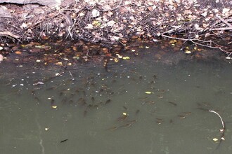 Foto 5: Zatopený lůmek v PR Malý Kosíř dne 13. 9. 2017 – silně zaklesnutá hladina vody, vysoké teploty, nedostatek kyslíku ve vodě (ryby lapají po kyslíku u hladiny). Tento rok však ještě přežili.