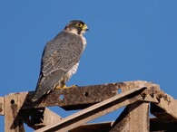 Sokol šahin - Falco pelegrinoides