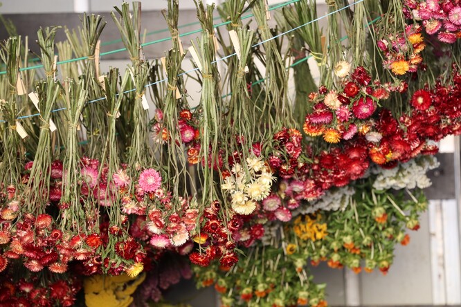 Farma Vitenplant Farma Vitenplant