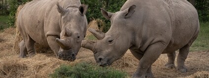Fatu a Najin v rezervaci Ol Pejeta Foto: Jan Zwilling Zoo Dvůr Králové Fatu a Najin v rezervaci Ol Pejeta Foto: Jan Zwilling Zoo Dvůr Králové