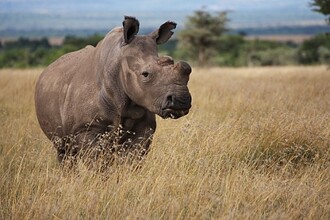 Jeden z posledních tří žijících nosorožců bílých severních – samice Fatu v Ol Pejetě
