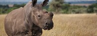 Samice severního bílého nosorožce Fatu