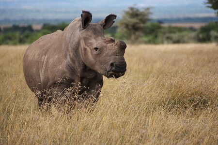 Fatu je jedním ze čtyř zvířat, která byla do Keni z ČR převezena. Je ze čtveřice nejmladší, narodila se v roce 2000 ve Dvoře Králové a od té doby se další severní bílý nosorožec v zajetí nenarodil