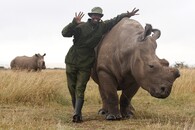 Samice severního bílého nosorožce Fatu s ošetřovatelem Mohammedem Doyem