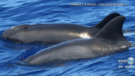 Nový druh mořského živočicha - hybrida velryby a delfína - identifikovali vědci ve vodách nedaleko Havaje. Dostal jméno velfín.
