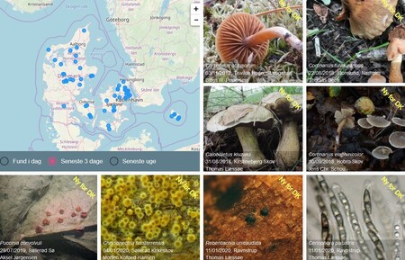 Student Fakulty aplikovaných věd Západočeské univerzity (ZČU) Lukáš Picek se podílel na vývoji mobilní aplikace Svampeatlas, která umí rozpoznávat houby, mapovat je a sdílet souřadnice s ostatními uživateli.