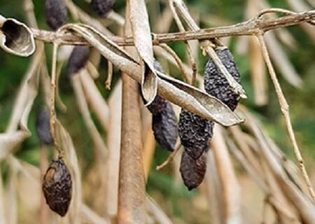 Bakterie nazývaná lepra olivovníků se do tohoto suchého regionu dostala zřejmě z Kostariky v roce 2013 a v Itálii už zahubila přes milion stromů.