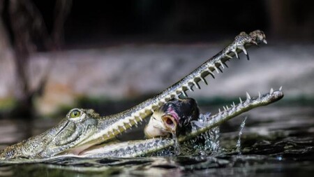 Posledním útočištěm gaviálů je řeka Čambal na severu Indie, kde podle odhadů přežívá zhruba 80 procent volně žijící populace, která čítá 2000 až 3000 jedinců.