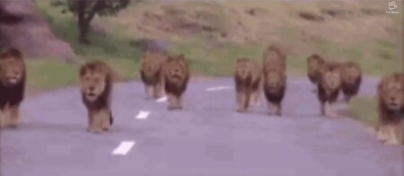 Z Krugerova parku v Jihoafrické republice utekla skupina 14 lvů.