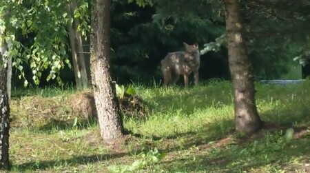 Na jihovýchodě Polska zastřelili myslivci vlka (na obrázku), který pokousal dvě děti. Pitva prokázala, že zvíře bylo zdravé, mělo pouze vylomené dva špičáky.