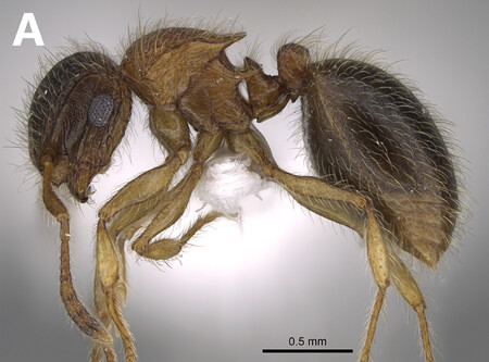 Nově objevený druh mravence se bude jmenovat po fotbalové hvězdě Liverpoolu Muhammadu Salahovi.