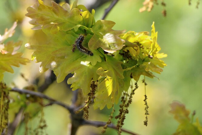 Housenka bekyně zlatořitné (Euproctis chrysorrhoea) je jeden z mnoha druhů herbivorů, kteří se na dubech běžně vyskytují