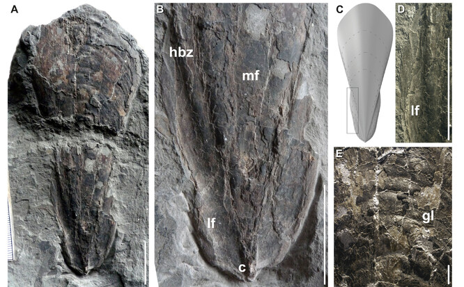 Fosilní vampýrovka Necroteuthis hungarica a rekonstrukce gladia.