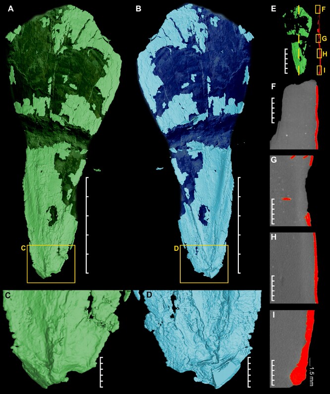 Mikro CT zobrazení vnitřní schránky (gladia) oligocénní vampýrovky.