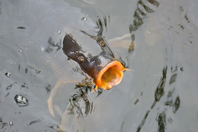 Když máte v rybníce hladové ryby a někdo vám zakáže krmení, ryby nemají svůj „welfare“, ale mají hlad.