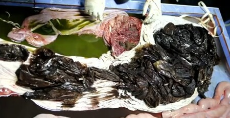 Asi 80 kusů plastových odpadů o váze osmi kilogramů bylo objeveno v žaludku velryby (na obrázku), která uhynula u thajského pobřeží po pěti dnech marných pokusů veterinářů o její záchranu. Sameček kulohlavce černého byl objeven minulé pondělí v jižní provincii Songchlá. Ošetření ji poskytl tým veterinářů. V pátek velryba vyplivla pět plastových tašek a později uhynula.
