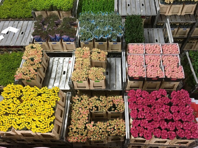 V Aalsmeeru nedaleko Amsterodamu se nachází největší trh s květinami na světě, úplné logistické centrum pro obchod s květinami v Evropě.