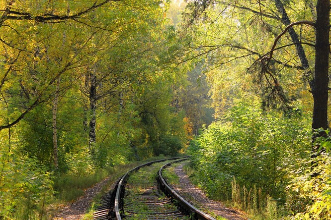 Projednávaná novela drážního zákona by mohla umožnit plošné kácení stromů podél železnice.