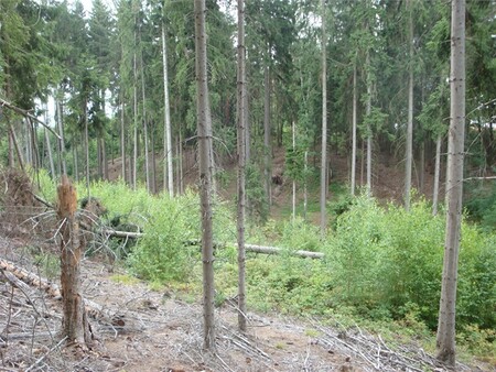 Firma Forestman z Prahy podle České inspekce životního prostředí (ČIŽP) nesplnila ani v další náhradní lhůtě opatření k nápravě nedostatečné obnovy lesa ve Vlastibořicích v Libereckém kraji.