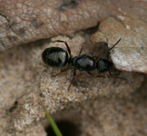mravenec černohnědý