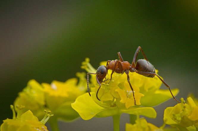 Za posledních 25 let se do stěhování mraveniště pouští město už potřetí.