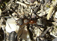 mravenec luční