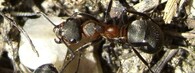 mravenec luční