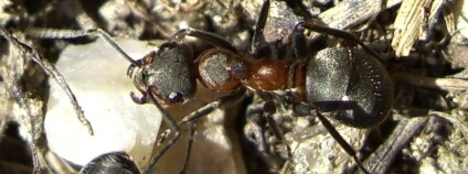 mravenec luční Foto: Garinger / Wikimedia Commons