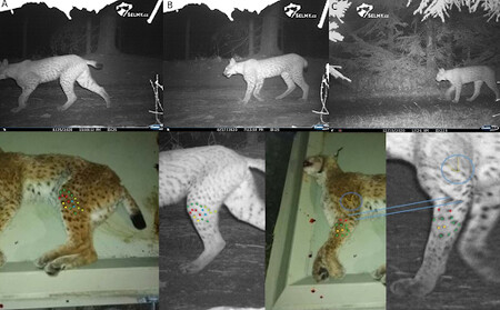 Identifikace mrtvého rysa pomocí záběrů z fotopastí. Snímky A a B pocházejí z Bílých Karpat, snímek C ze Vsetínských Beskyd.