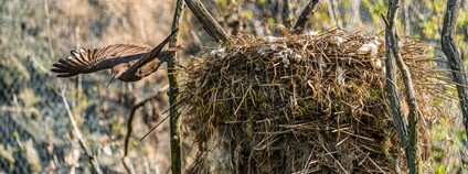 Pár kladivoušů staví v pražské zoo obří hnízdo Foto: Zoo Ostrava