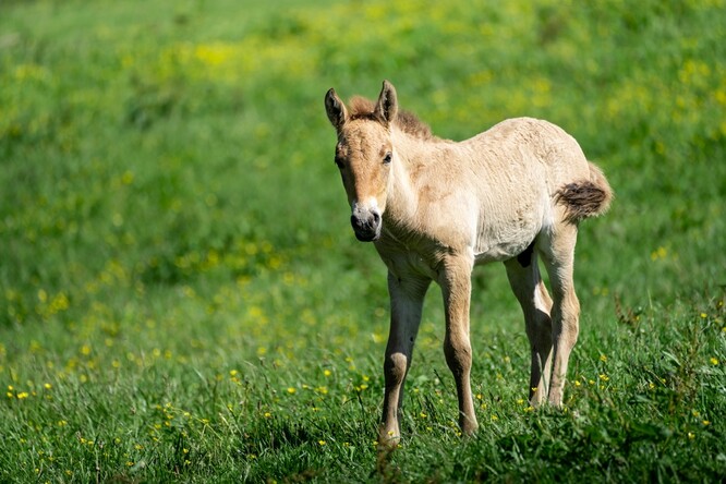 Letošní jubilejní 250. hříbě koně Převalského se narodilo 3. května hřebci Lenovi a klisně Tanie v chovné stanici Zoo Praha v Dolním Dobřejově.