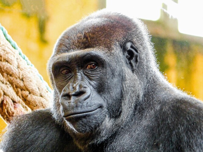 Samice Duni, dcera naší slavné gorily Moji, přijede do Zoo Praha, kde dostane možnost mít vlastní mládě.