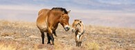 Koně Převalského se úspěšně vrátili do západního a středního Mongolska. Chystaný projekt se zaměří na východ země.