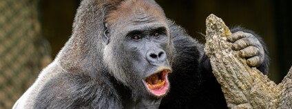Gorilí samec Kisumu Foto: Zoo Praha