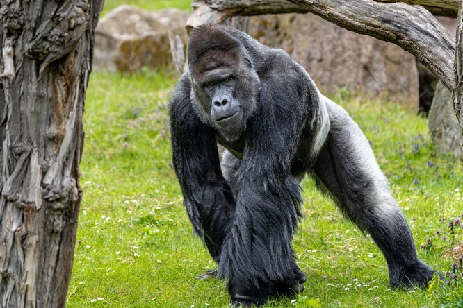 Gorilí samec Richard v pražské zoo.