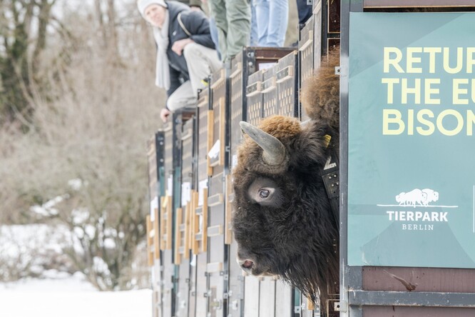 Pohled do tváře jednoho ze tří převezených býků. Pohled do tváře jednoho ze tří převezených býků.