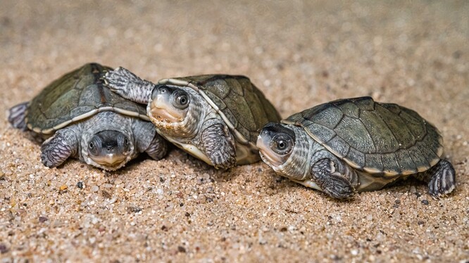 Výzkum prokázal, že tyto želvy pohlavní chromozomy nemají a jejich pohlaví určuje teplota při inkubaci.