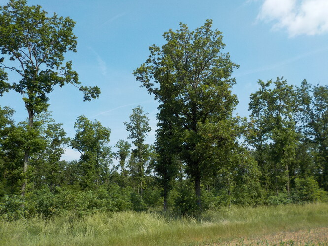 Střední les se vyznačuje výstavky dubu s mohutnými korunami a spodní výmladkovou etáží, 2017.
