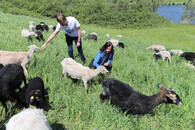 Ovce spásají trávu na Dunajském ostrově ve Vídni