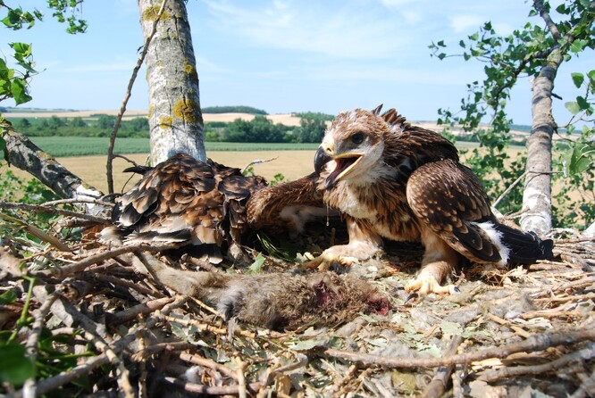 Hnízdo orla královskými se dvěma mláďaty.