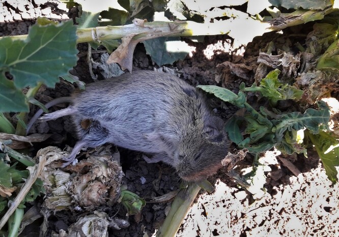 Jeden z hrabošů nalezených v řepce nedaleko otrávené káně u Vraclavi. Mrtvých hrabošů byly na poli s řepkou desítky. Mezi rostlinami byly rozhozené otrávené granule.