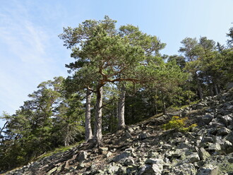 Jeden z předmětů ochrany PR Suchý vrch – boreokontinentální bor.