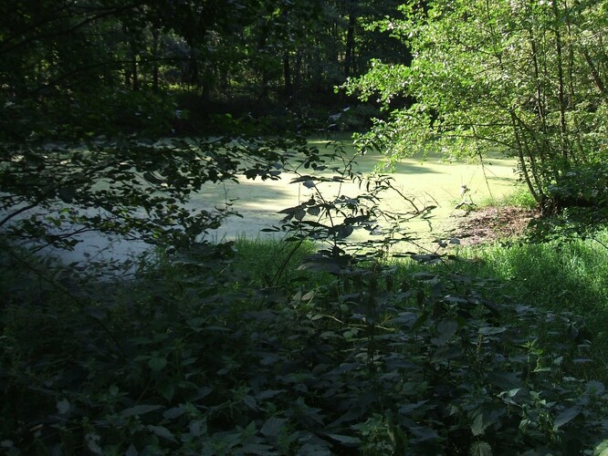 Plochy povrchu přehrad představují velké množství vody, která se odpařuje, a při déle trvajícím suchu se dostane někdy až ke dnu. To se u mokřadů, ale i u rybníků , které jsou mnohdy chráněny korunami stromů, nestane.