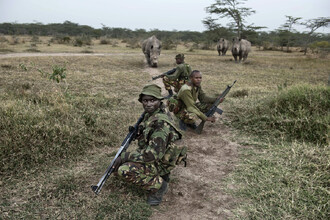 Severní bílí nosorožci se svými ozbrojenými strážci v Keni.