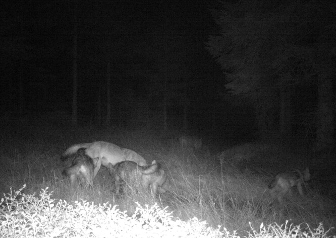 Snímek z fotopasti zachycuje smečku vlků na Šumavě.